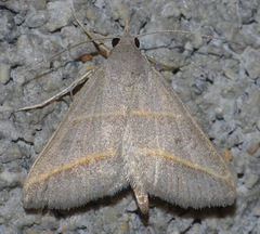 Hemeroplanis parallela