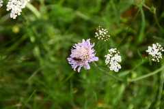 Stenurella melanura
