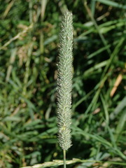 Phleum bertolonii