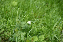 Pieris rapae