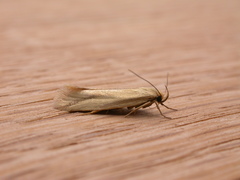 Corynotricha antipodella