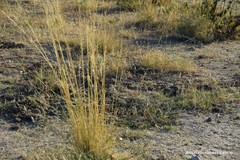 Stipa lagascae