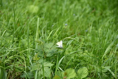 Pieris rapae