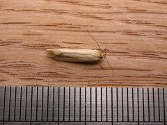 Corynotricha antipodella