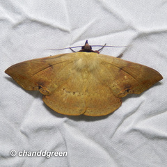 Hypopyra contractipennis