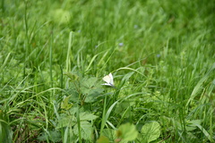 Pieris rapae
