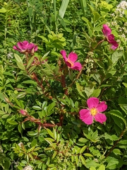 Rosa nitida