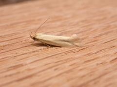 Corynotricha antipodella