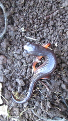 Ensatina