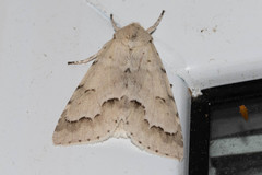 Acronicta innotata