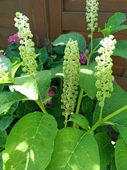 Phytolacca acinosa