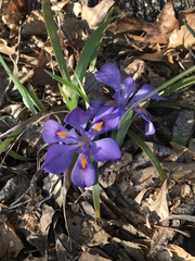 Iris verna