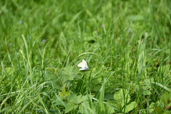 Pieris rapae