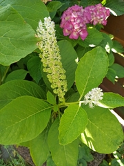 Phytolacca acinosa