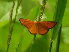 Idaea flaveolaria