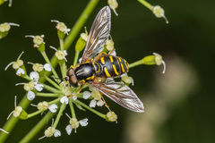 Chrysotoxum festivum
