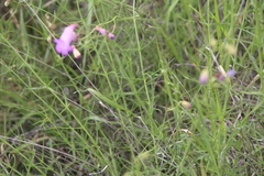 Penstemon amphorellae