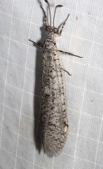 Protoplectron venustum