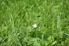 Pieris rapae