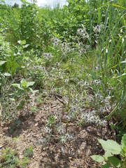 Eryngium hookeri