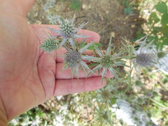 Eryngium hookeri