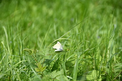 Pieris rapae