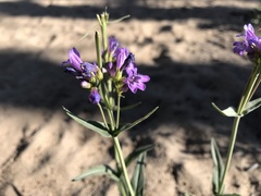 Penstemon euglaucus