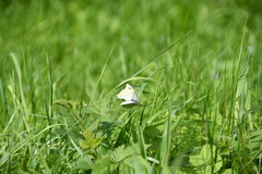 Pieris rapae