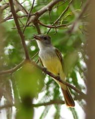 Myiarchus tyrannulus