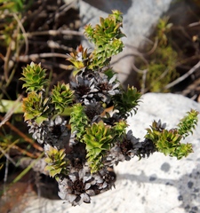 Oedera imbricata