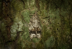 Polylopha epidesma