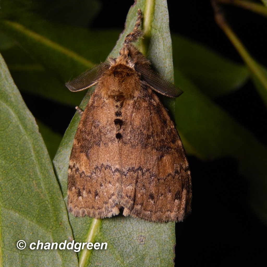 Dasychira nigritula