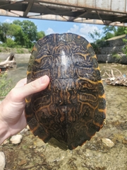 Pseudemys concinna concinna