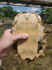 Pseudemys concinna concinna