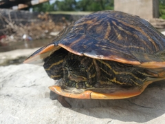 Pseudemys concinna concinna