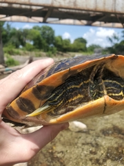 Pseudemys concinna concinna