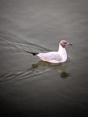 Chroicocephalus ridibundus