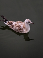 Chroicocephalus ridibundus