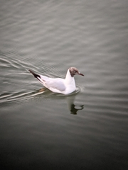 Chroicocephalus ridibundus