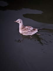 Chroicocephalus ridibundus