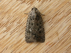 Hypoperigea tonsa