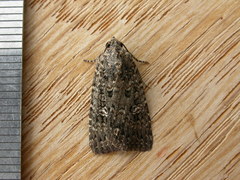 Hypoperigea tonsa