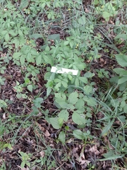 Agrimonia rostellata