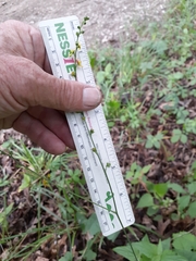 Agrimonia rostellata