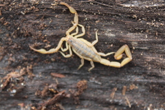 Centruroides elegans