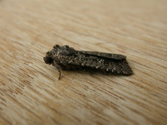 Hypoperigea tonsa
