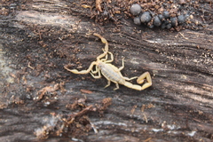 Centruroides elegans