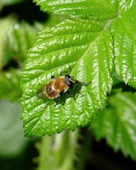 Criorhina floccosa