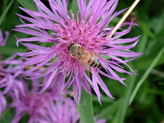 Apis mellifera