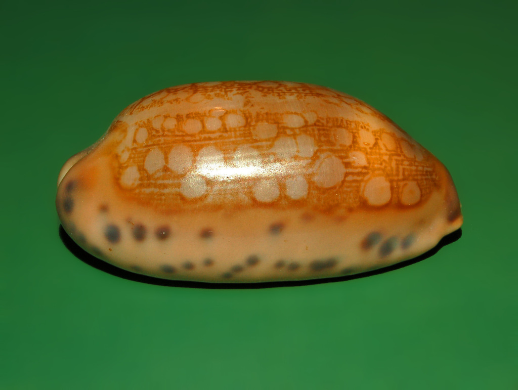 jester cowrie